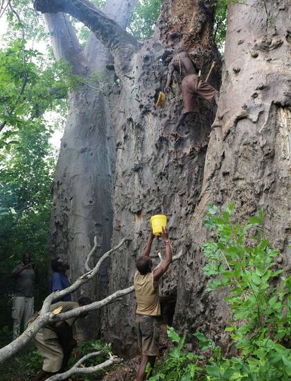 Con palos recostados contra el árbol de baobab escalan hasta llegar a donde está una colmena de abejas