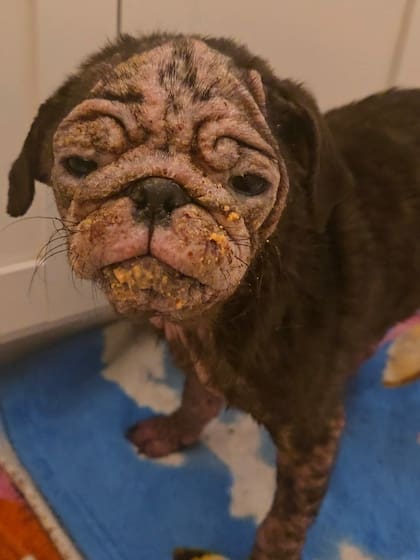 Con picazón, hinchada y temblando de dolor, así la rescataron.