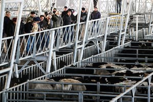 Una oferta mayor a las necesidades de la demanda provocó la caída del valor de la hacienda en Cañuelas