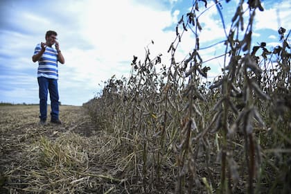 Con pocas ventanas de trabajo, Bengoechea advrtió que la cosecha avanza lento y con problemas en algunos lotes