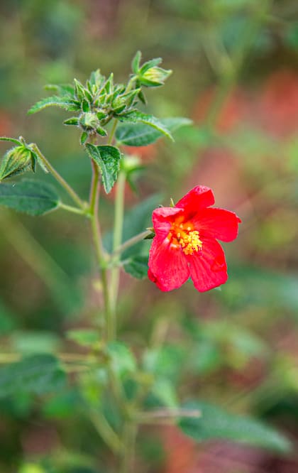 Con pocos cuidados, la Pavonia missionera aporta flores durante varios meses