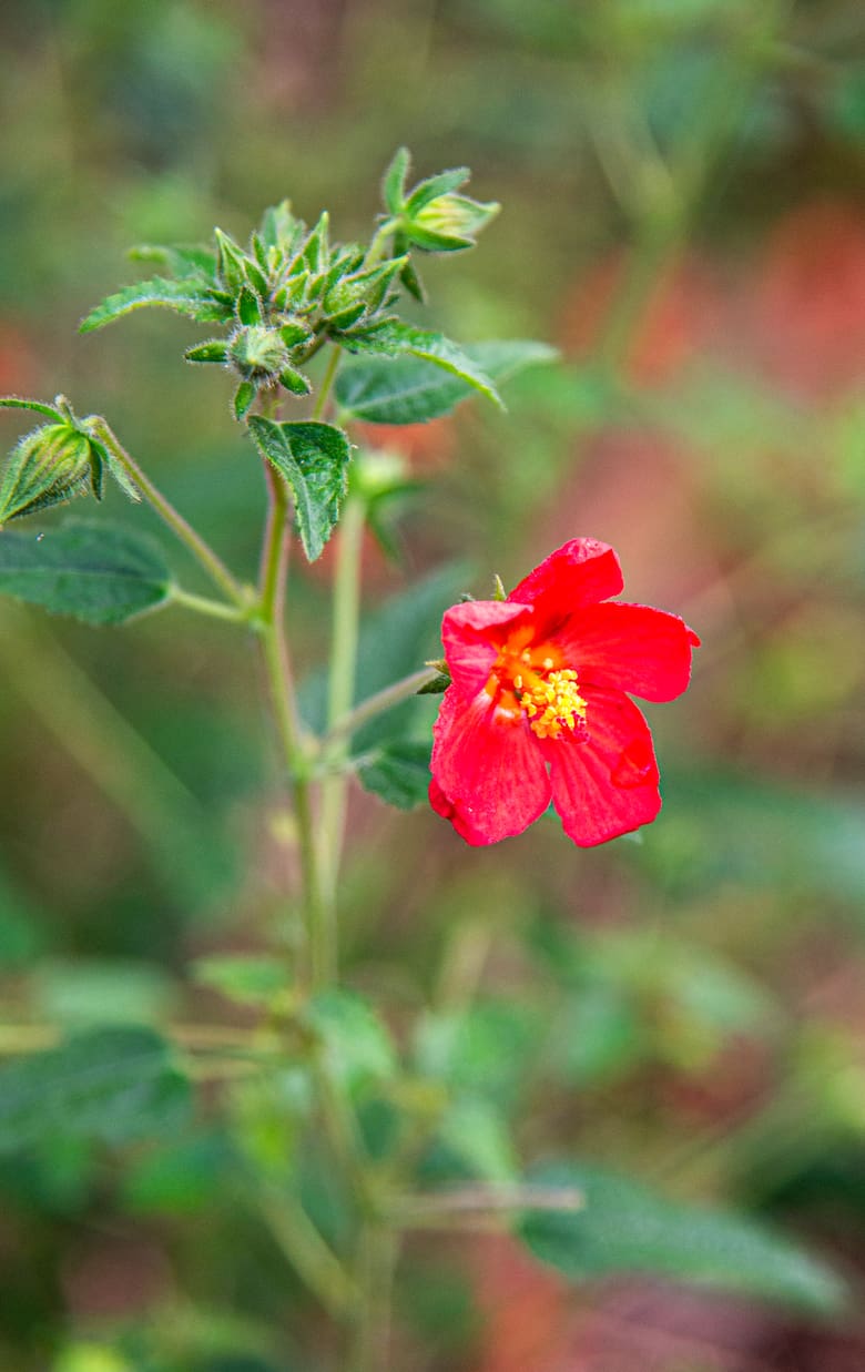 Pavonia misionera: la planta nativa que llena jardines