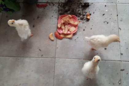 Con pocos días de cuidado y mucho amor, se mostraron curiosos y animados.