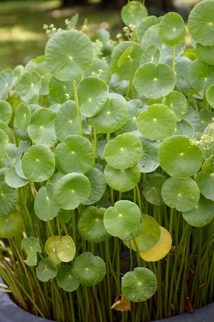 Con propiedades digestivas, remineralizantes y calmantes, la “redondita de agua” es una aliada natural que crece casi sin cuidados