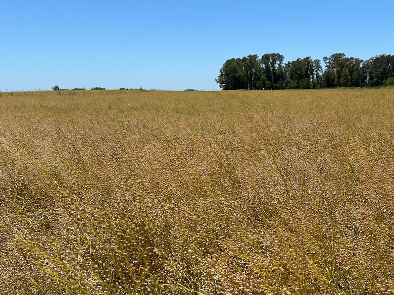 Innovación y sostenibilidad: los desafíos de la agricultura de la mano de Aapresid
