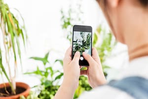 Naturaleza y tecnología. Apps gratuitas para amantes de las plantas y las aves