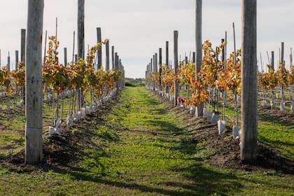 Con seis hectáreas plantadas y una bodega de 60.000 litros, el proyecto apuesta al turismo, la innovación y un nuevo perfil de vino argentino