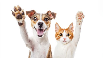 Con solo buscar la palabra "perro" o "gato" puede escucharse un sonido que sorprendió a los usuarios más curiosos de Internet