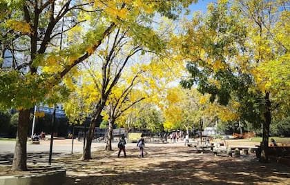 Con su amarillo vibrante, los fresnos -como estos ejemplares de Plaza Ramírez- son los primeros en anunciar el otoño