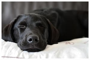 Con su nariz, los perros pueden detectar olores con una precisión extraordinaria