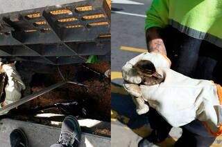 Palermo: rescataron a cuatro patos que cayeron en una alcantarilla