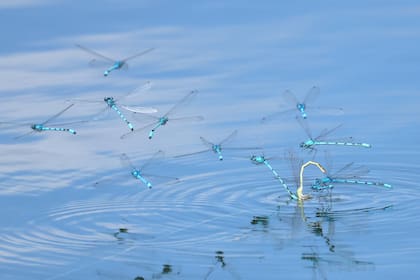 Con sus alas translúcidas y nervaduras perfectas, las libélulas parecen pensadas por el viento