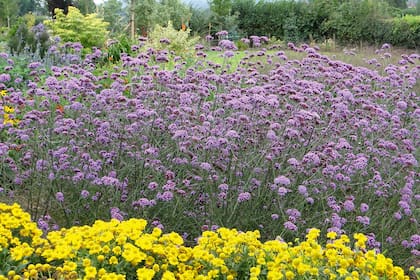 Con sus delicadas flores moradas, las verbenas son ideales para bordear caminos o dar un toque de color entre otras plantas