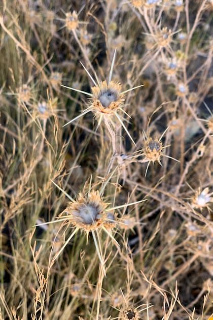 Con sus tallos ascenentes, la Centaurea solstitialis tiene flores amarillas que se lucen en verano.