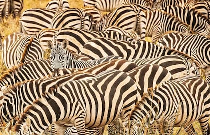 Con Tomás y Emilio se pueden ver cebras en Tanzania