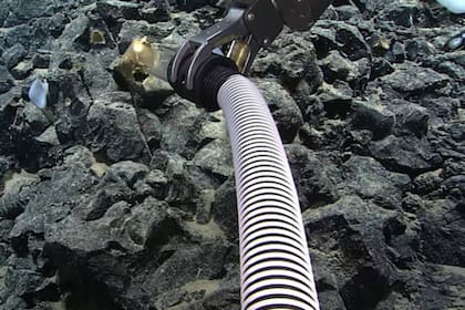 Con un brazo mecánico, los científicos submarinos pudieron tomar muestras del huevo dorado
