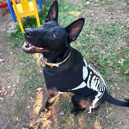 Con un disfraz de algodón, para rememorar el día que lo encontraron.