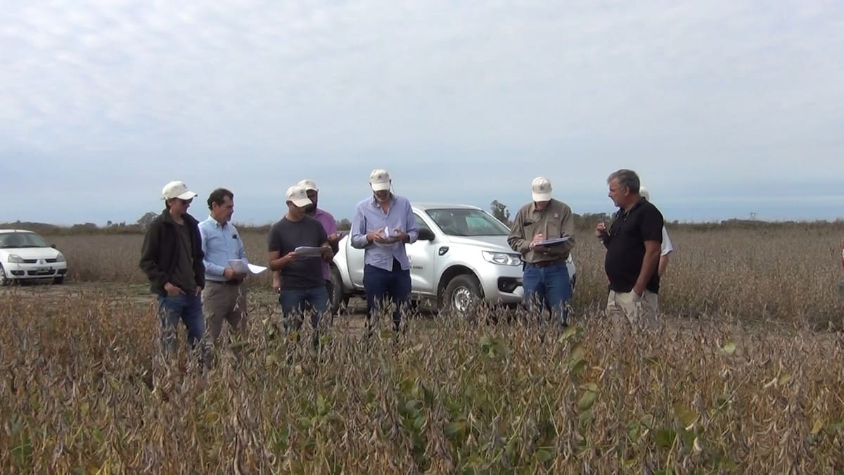 Evaluación de cultivos, soja no OGM, maní y alfalfa: el sorprendente salto tecnológico que se logró junto con el INTA