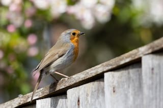 Convertí tu jardín en un santuario natural: el método para atraer aves