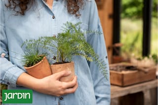 El truco de las abuelas para hacer plantas desde gajos en tiempo récord