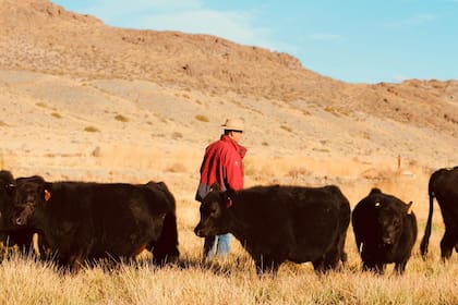 Con un rodeo de 120 vacas madres de puro controlado y pedigree producen al año unos 30 toros para comercializar