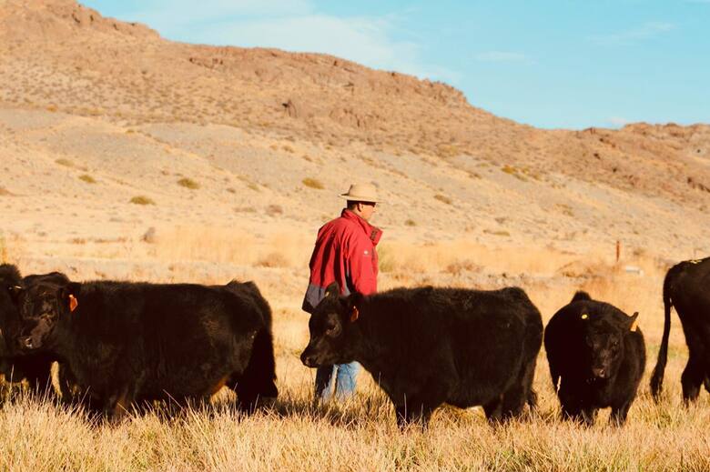 Angus en la estepa: la revolución ganadera de Iturburu en la Patagonia