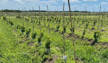 Con un trabajo previo en Perú, este año tendrán su primera exportación a ese país en agosto con 10.000 botellas
