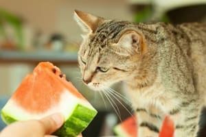 La lista de frutas y verduras permitidas para los gatos