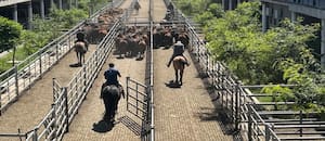 Comenzó la semana con subas en el Mercado Agroganadero de Cañuelas