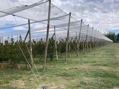 Con una fuerte demanda y precios premium, los productores proyectan expandir la superficie y exportar