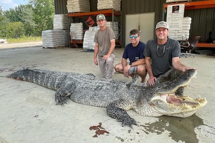 Con una medición oficial de 4,34 este es el caimán más grande jamás cazado en Mississippi