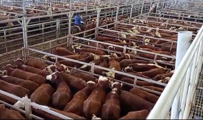 Con una muy buena oferta, la raza Hereford tuvo una subasta de buenos valores