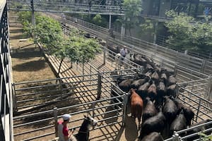 Escasa oferta y subas en el Mercado Agroganadero de Cañuelas