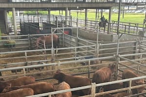 Escasa oferta y subas en el Mercado Agroganadero de Cañuelas