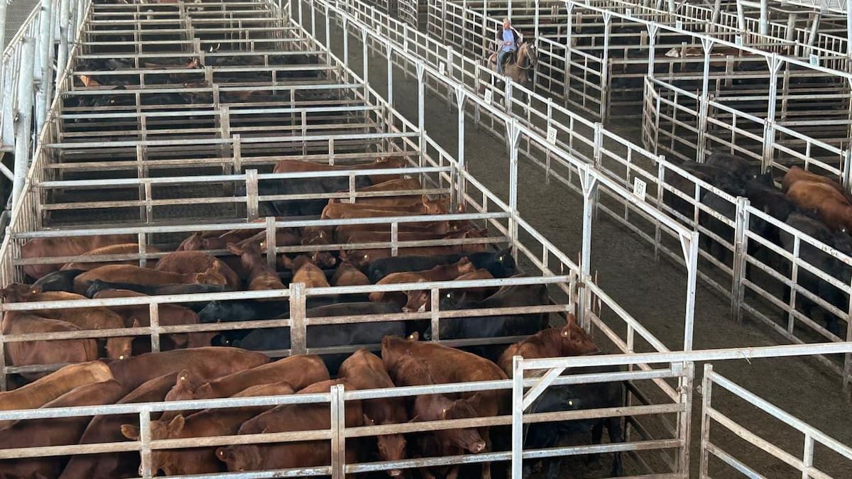 Vacunos: subas en el Mercado Agroganadero de Cañuelas