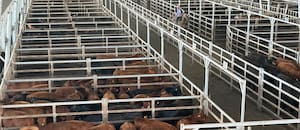 Subas en el Mercado Agroganadero de Cañuelas