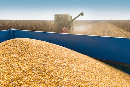 “Con una producción estimada en 50 millones de toneladas, la producción de maíz está vendida en unas 15 millones y, con precio, solo unas 7,5 millones de toneladas", detalló López