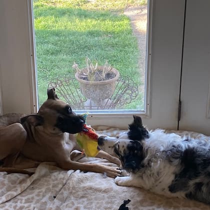 Con uno de los perros con los que convivió en su casa de tránsito.