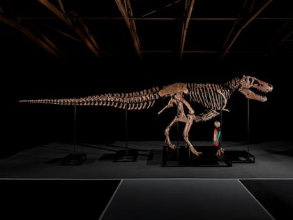 Con unos 11,6 metros de largo y casi cuatro metros de alto, “Gus” pertenece a un grupo muy reducido de T-rex excepcionalmente preservados
