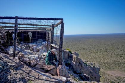 Un miembro del Programa de Conservación del Cóndor Andino se encuentra dentro de la jaula donde dos cóndores andinos nacidos en cautiverio se quedan el día antes de su liberación