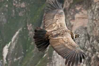 Cóndor (Cañón del Colca, Perú): "Pasó un grupo de cóndores muy cerca y uno de ellos voló a mi altura. Fue una sensación como de lanzarme en ese vuelo con el pájaro".