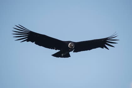 Cóndor en vuelo