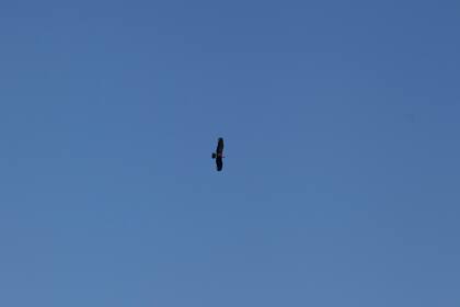 Cóndor en vuelo en el Parque Nacional Quebrada del Condorito.