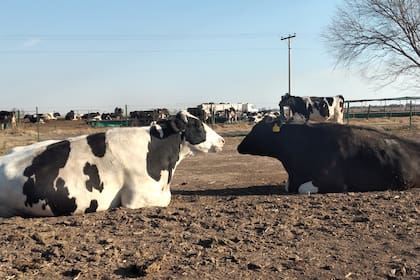 Confinamiento a cielo abierto de las vacas Holando