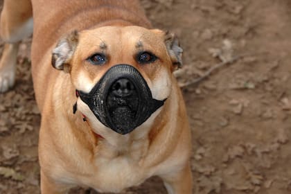 Confinamiento reforzado obligatorio: dueños deberán garantizar espacios seguros para perros clasificados como peligrosos