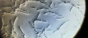 Se expanden las cepas resistentes del hongo que causa una enfermedad de la soja