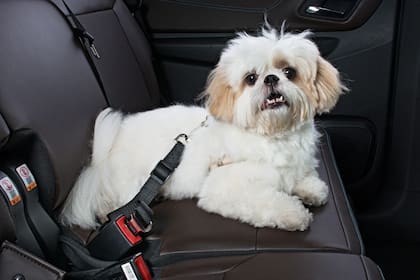 Los arneses son una de las opciones para proteger a las mascotas