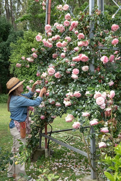 Connie retirando las flores marchitas de los rosales ‘Pierre de Ronsard’ que trepan por el tanque de agua.
