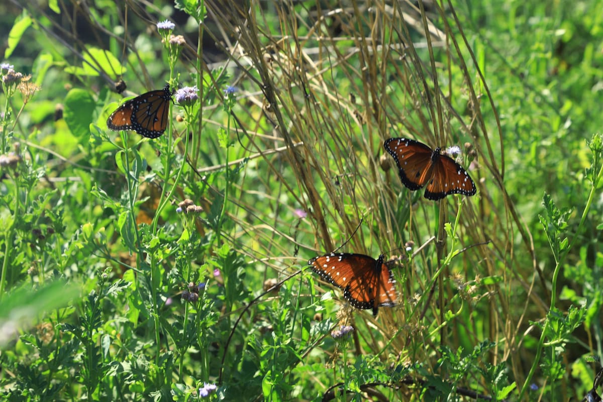 Crea el Jardín de Mariposas Perfecto con Plantas de Vivero Local