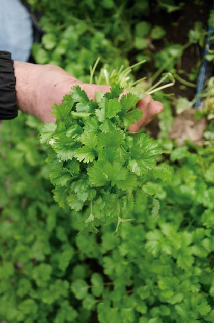 Conocé los beneficios de incluir semillas de cilantro a tu alimentación
